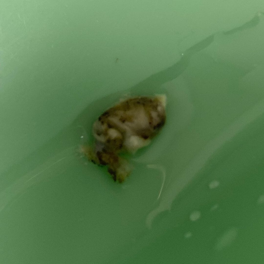 This is what was down Jess' ear